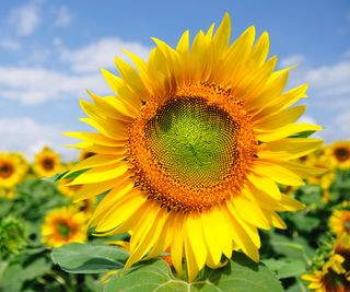 sunflower growing in meadow style planting