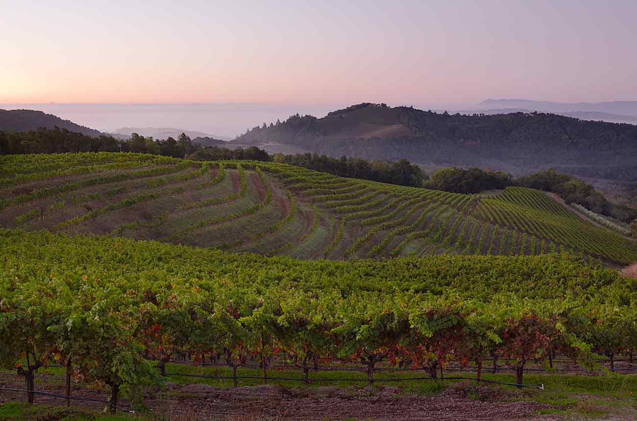 image of Kamen vineyard