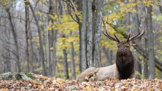 Bull elk sitting in fall leaves