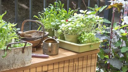 Herbs on a potting bench