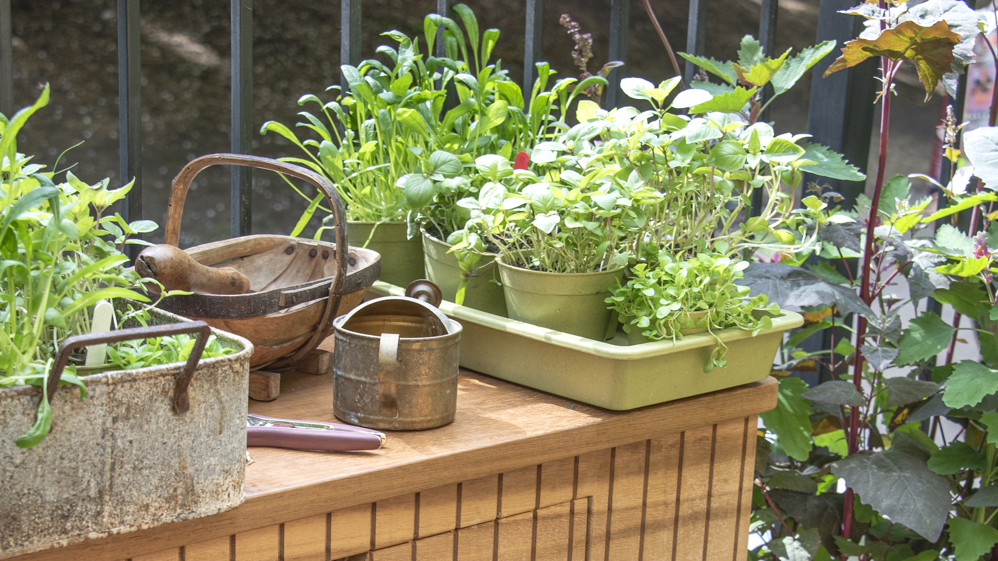 Herbs on a potting bench