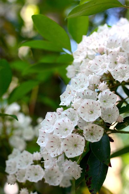 mountain laurel fertilizer