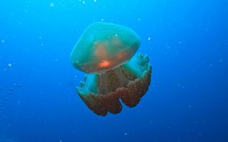 swimming Box Jellyfish
