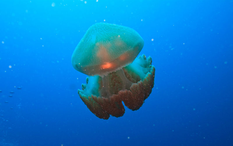 swimming Box Jellyfish