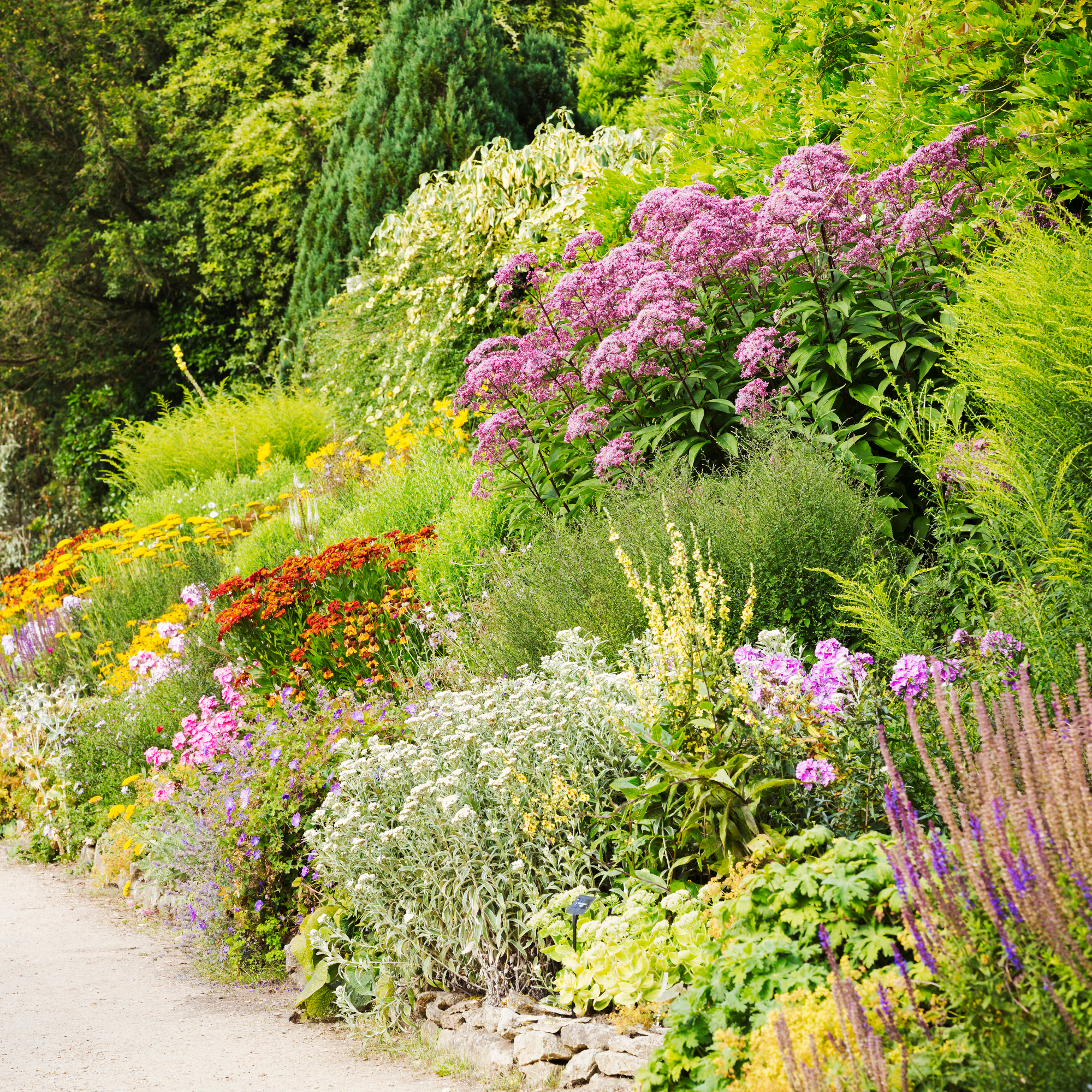 mixed border of flowers - Mint Images - GettyImages-691039447