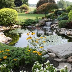 Wildlife pond in backyard