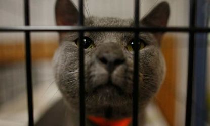 An abandoned or lost cat peers out from its cage in a Cedar Rapids animal shelter.
