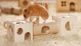 Hamster playing on tunnel toy