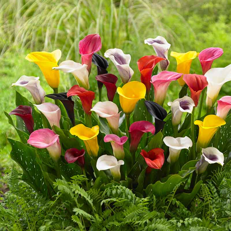 Calla Lily Bulbs - Mixed