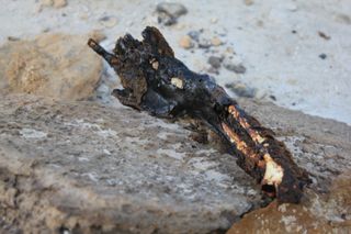 A mummy's arm left in the sun by robbers at the Bahariya Oasis.