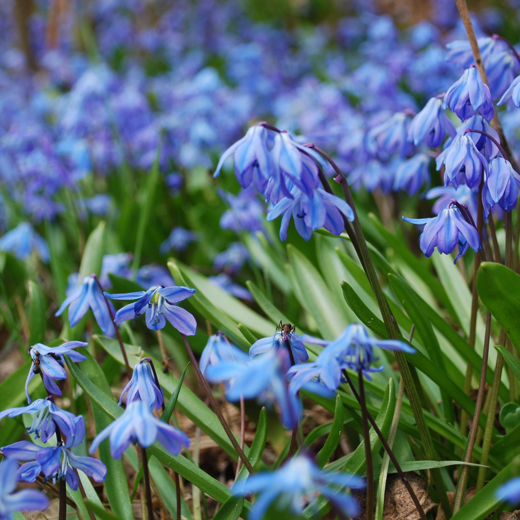 Blue flowering Siberian squill or Scilla siberica