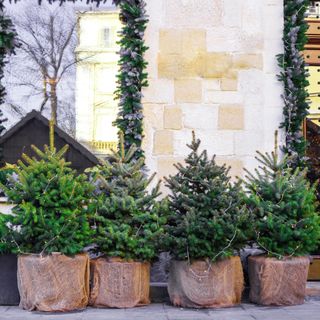 Selection of potted Christmas trees displayed on street