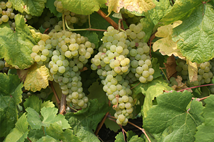 The-Loureiro-grape-which-shines-in-the-region-of-Lima.jpg