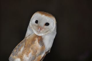 photo of a barn owl (Tyto alba)