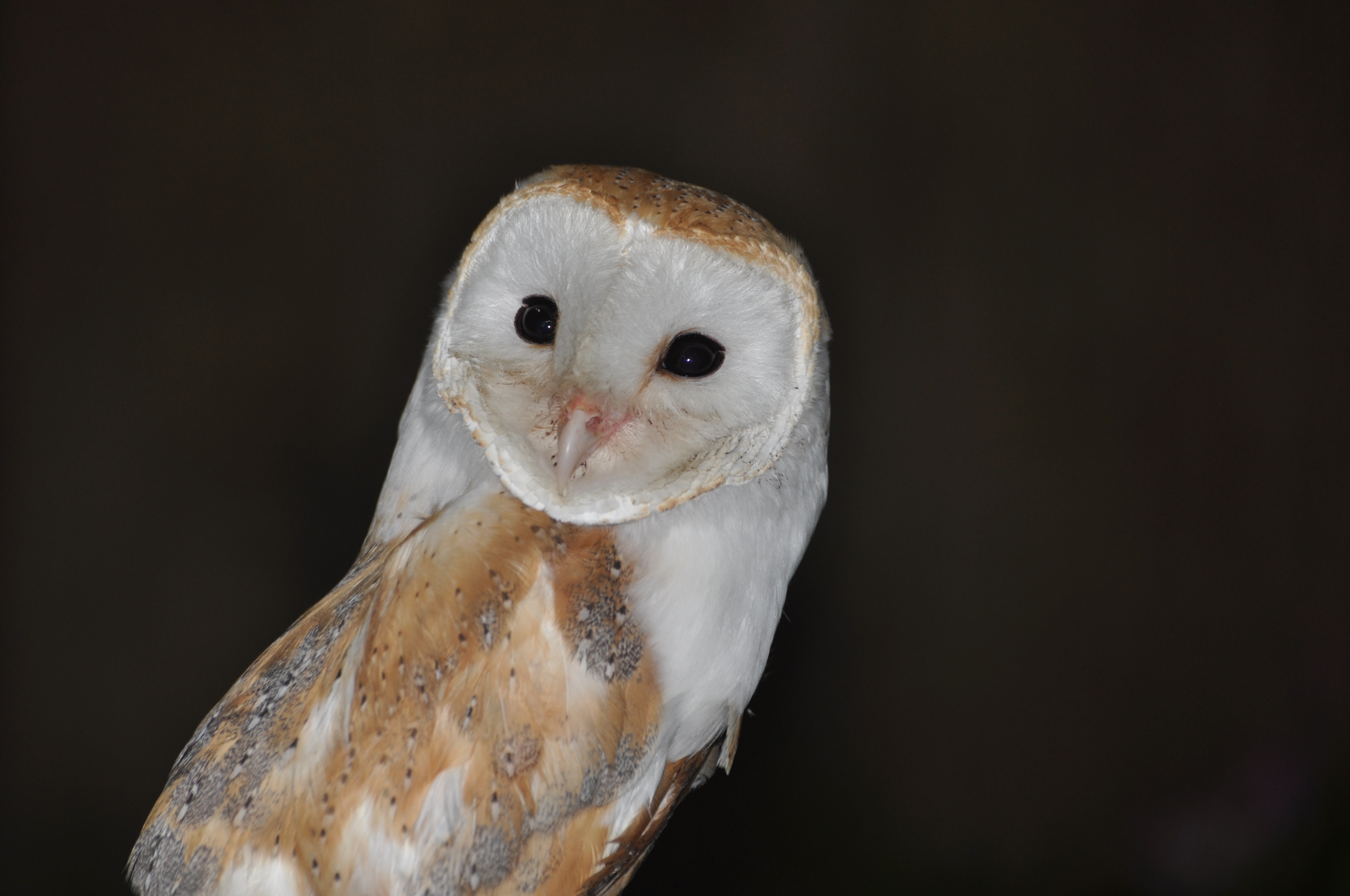 Image d'une chouette effraie (Tyto alba)