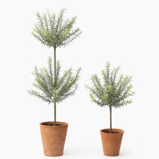 Two faux rosemary bushes in pots