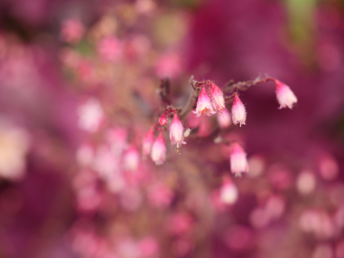 Panasonic G95 with Lumix G Vario 12-60mm f/3.5-5.6 ASPH. POWER O.I.S at 60mm, f/5.6, 1/160sec, ISO200