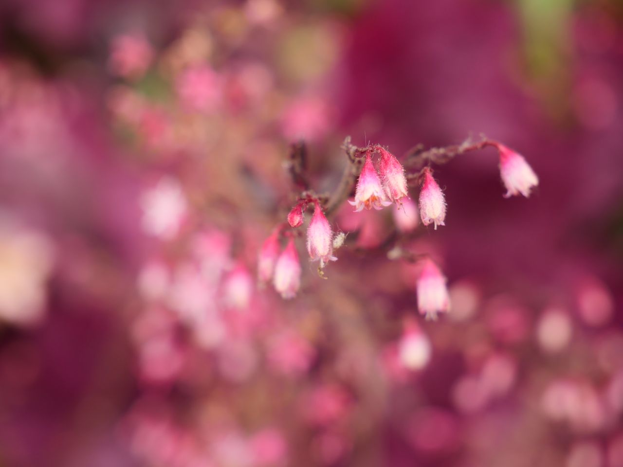 Panasonic G95 with Lumix G Vario 12-60mm f/3.5-5.6 ASPH. POWER O.I.S at 60mm, f/5.6, 1/160sec, ISO200