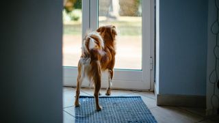 Small dog at door