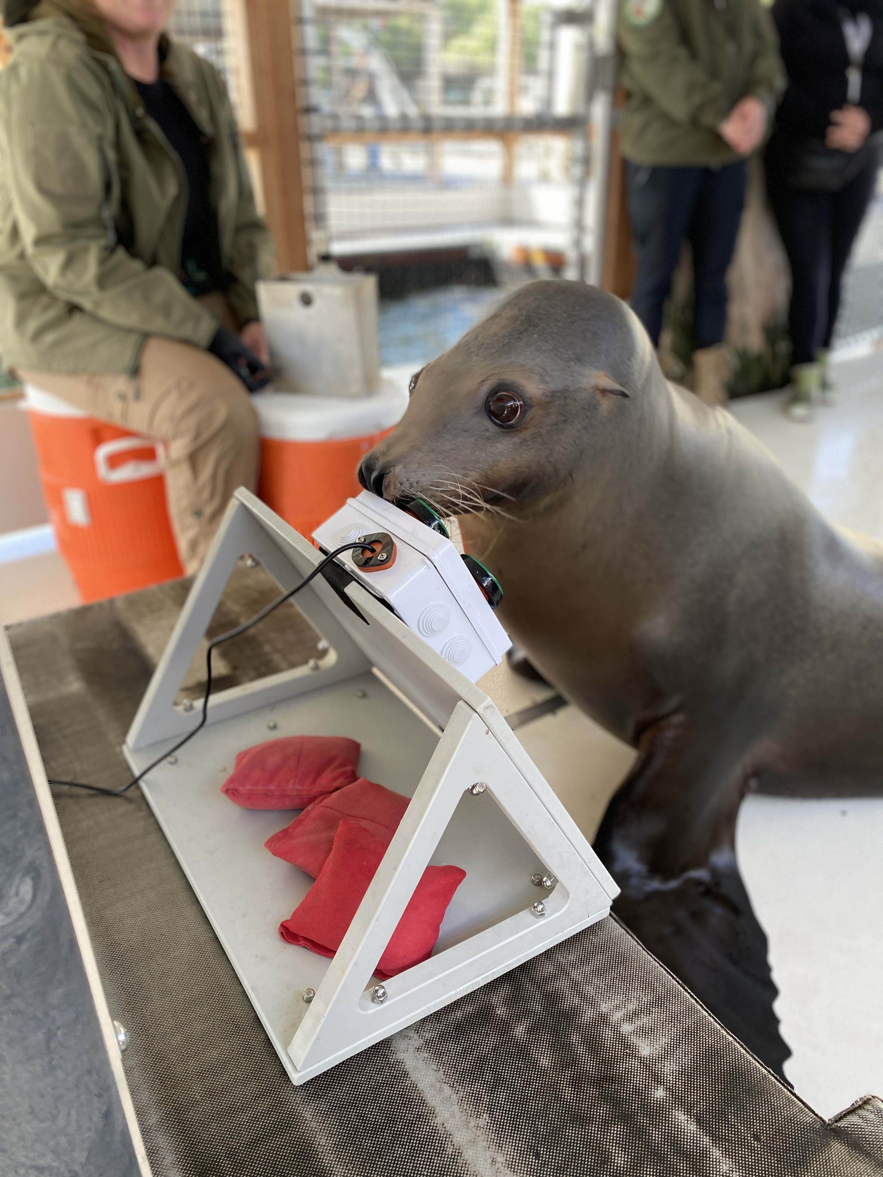 A sea lion called Spike playing videogames.