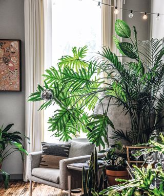 A variety of large, tropical houseplants in a living room