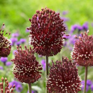 Allium 'Red Mohican' flowers in garden