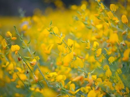 Yellow Sunn Hemp Plants