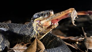 A cottonmouth with a frog in its mouth