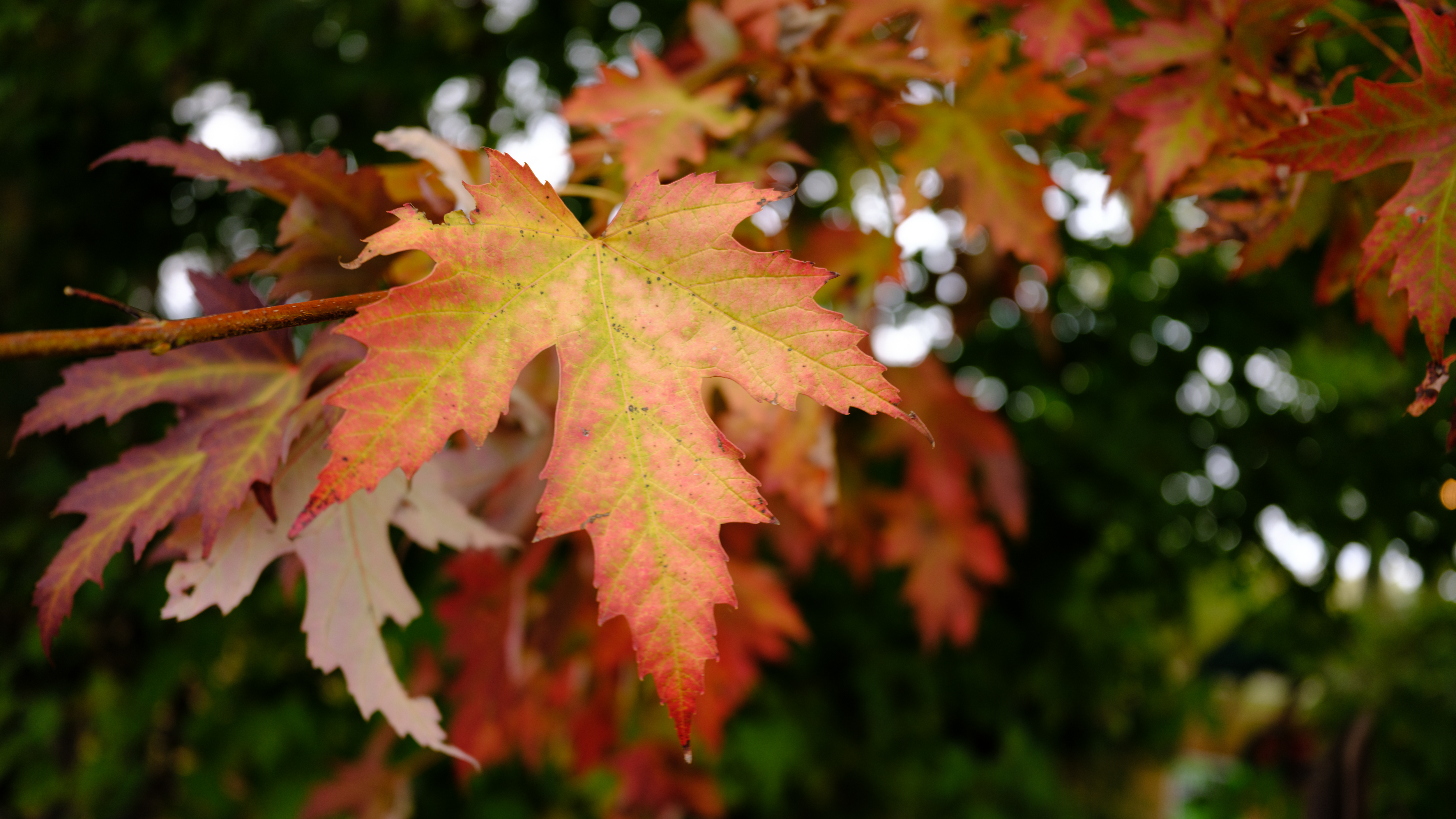 Fall photos taken with the Fujifilm GFX100RF