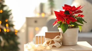 A poinsettia sitting on a table next to gifts with a Christmas tree in the background