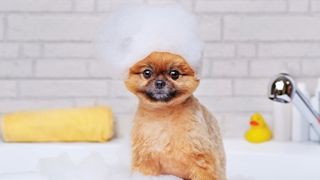 Puppy in bath with suds on head