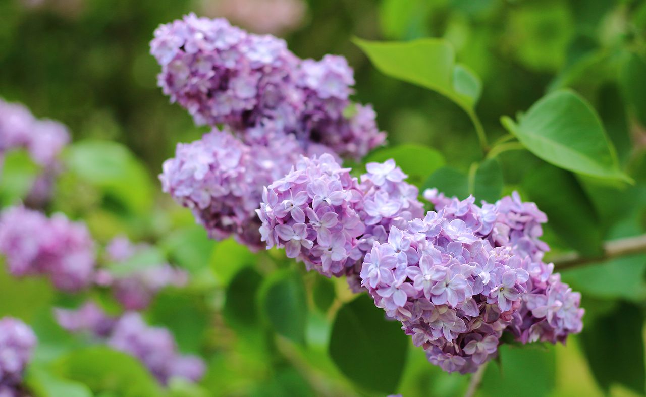 lilac bush