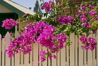 Bougainvillea growing over a fence