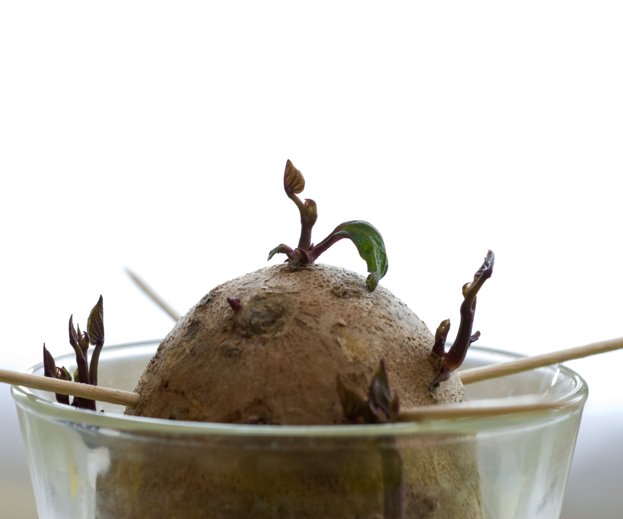 A sweet potato is submerged in water, and the early stages of slip development are occurring
