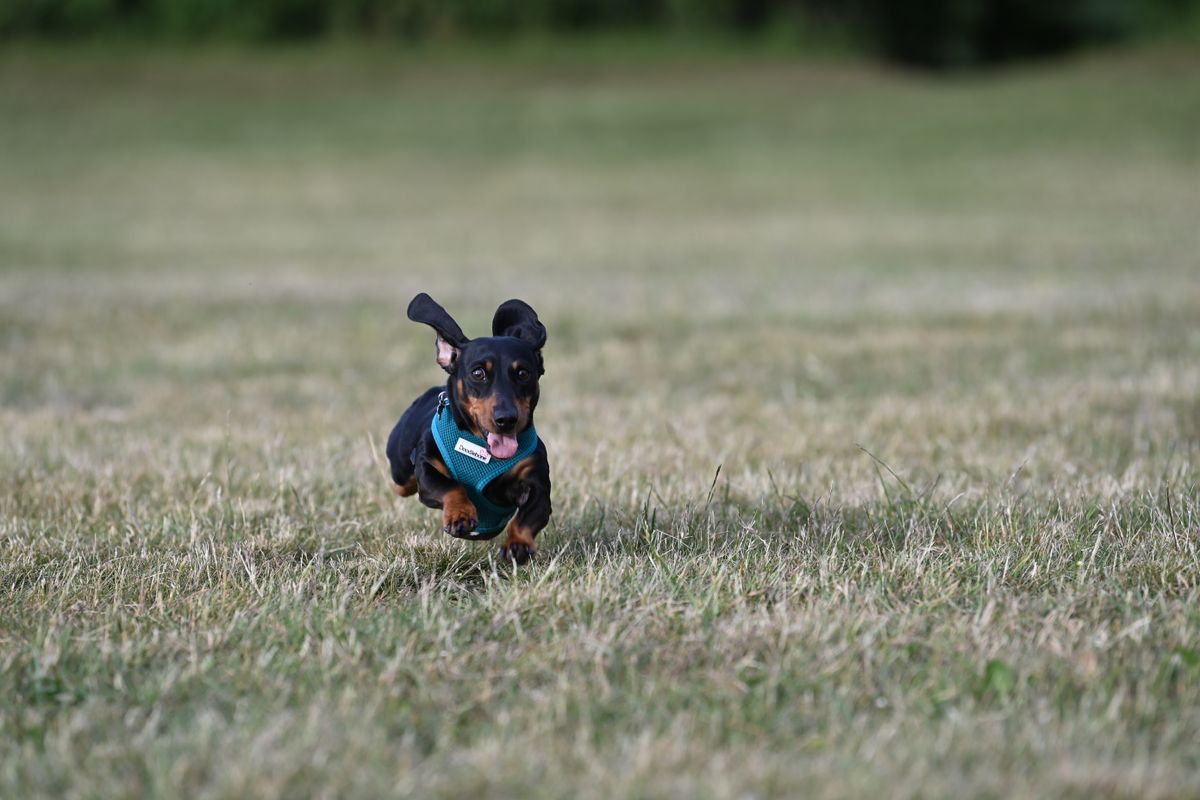Nikon D6