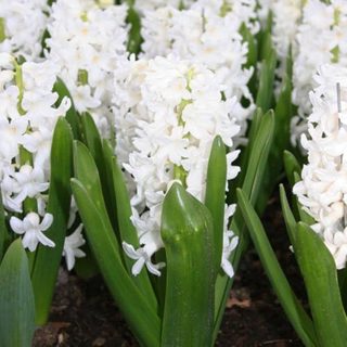 Carnegie hyacinth bulbs 