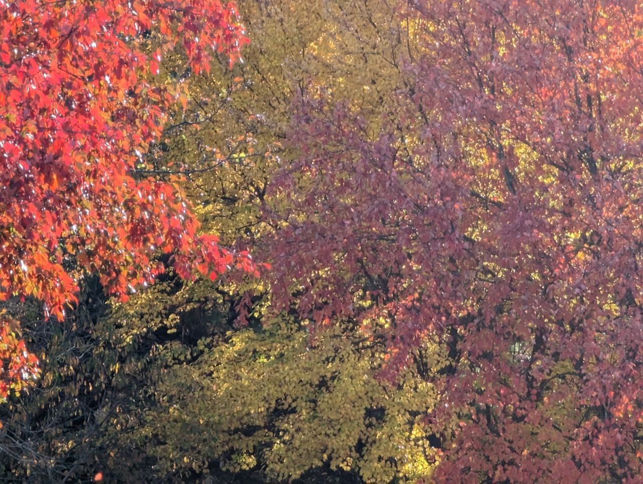 pixel 7 pro zoom tree 15x