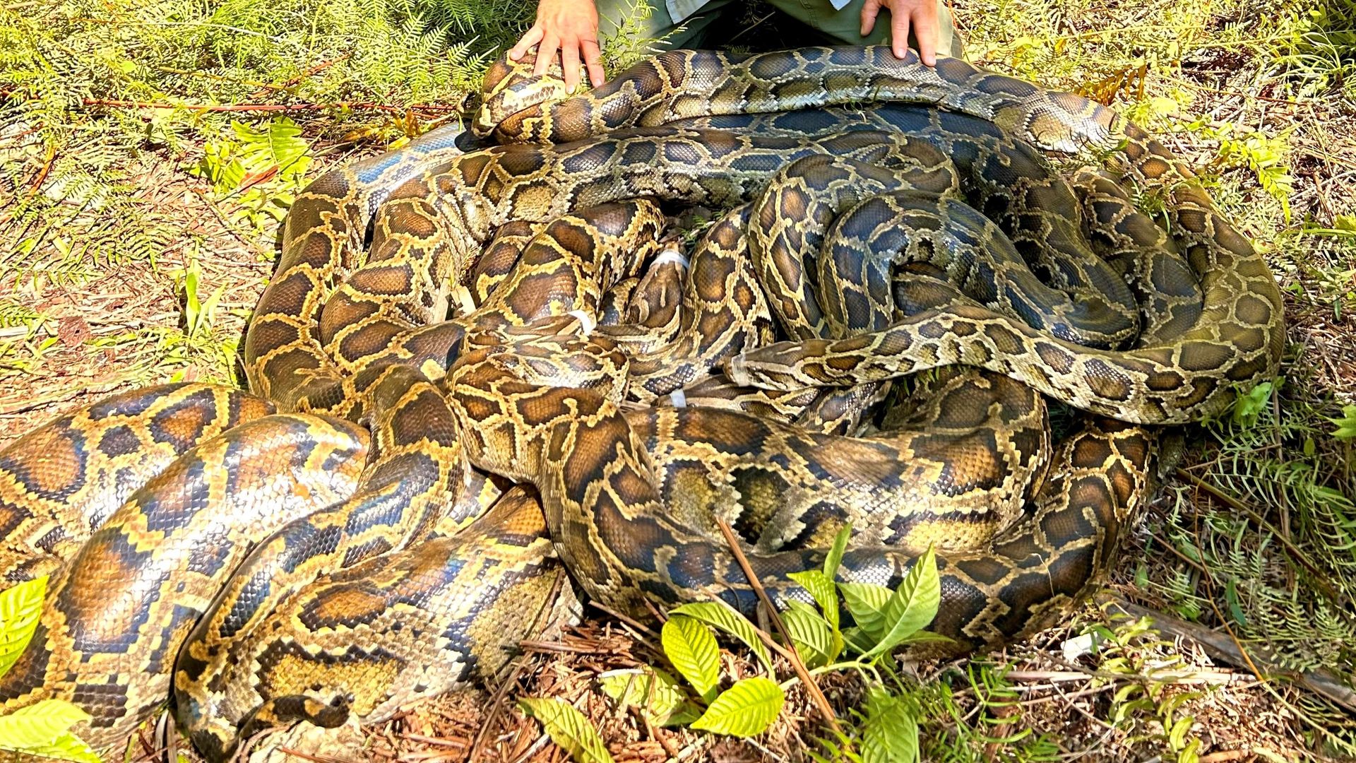 Giant ball of Burmese pythons having sex discovered in Florida ...