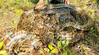 a large ball of burmese pythons mating in the Everglades.