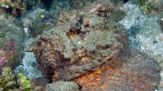 A stonefish in Ambon, Moluccas, Indonesia.