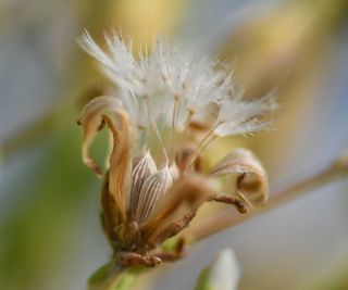 lettuce seedhead