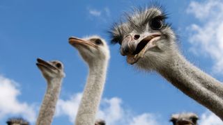 a group of ostriches taken from below, showing their necks and head, with one looking menacingly at the camera