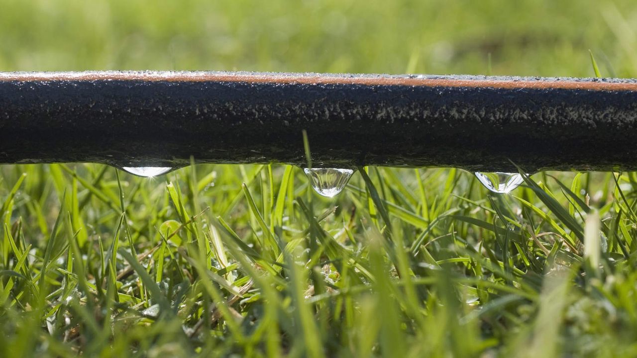 Up-close image of a soaker hose dripping water onto a lawn