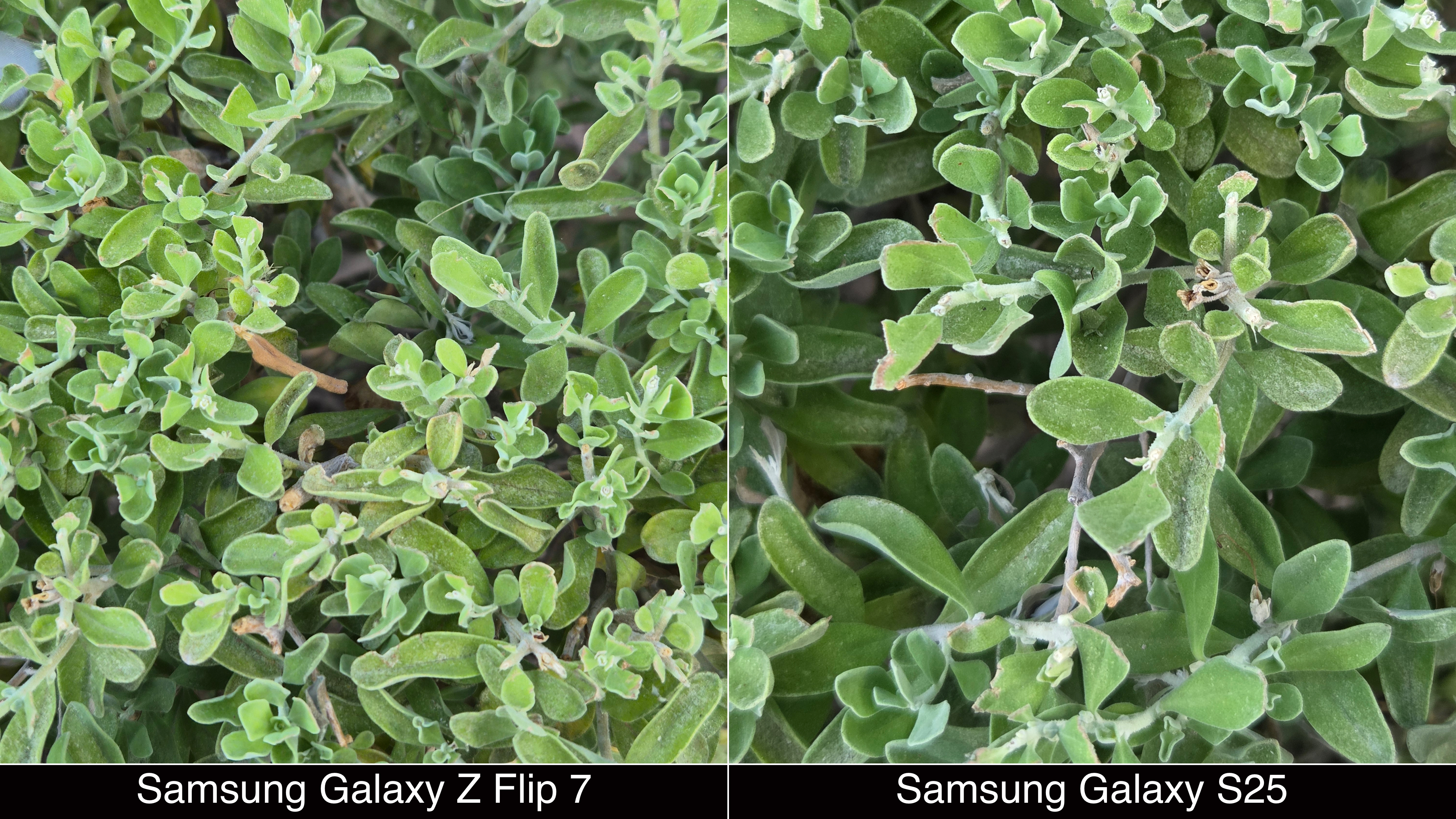 Shots captured with the Samsung Galaxy Z Flip 7 and Galaxy S25.