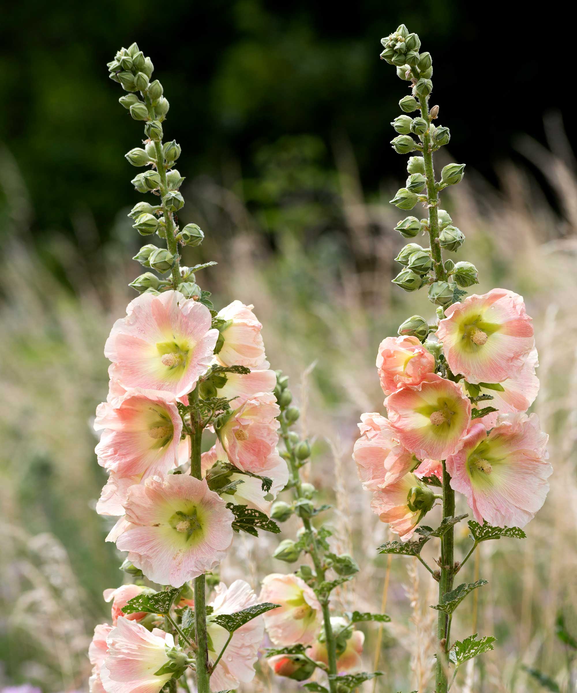 Are Hollyhocks Perennials How To Grow Hollyhocks HOXWBW