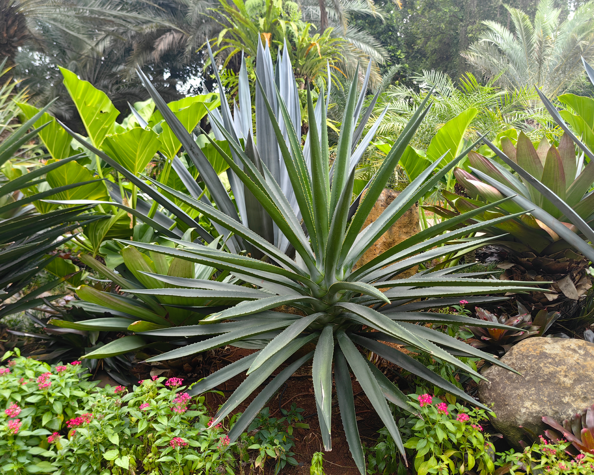 yucca gloriosa, also known as King's Spear or Adam's Needle.
