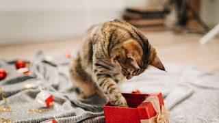 A cat investigates a gift box