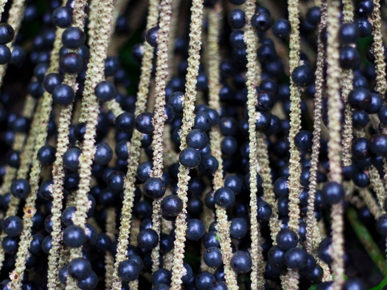 Acai berries