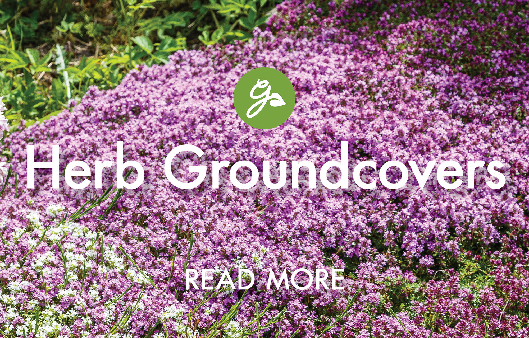 Read more about herb groundcovers to plant in April. Image shows creeping thyme border