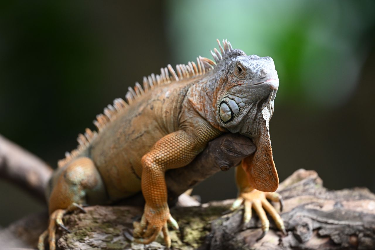 Sample image shot with Nikon Z 600mm f/4 TC VR S